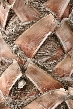 Closeup on  palm tree trunk bark Stock Photos