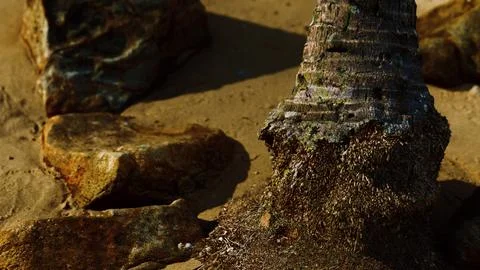 Closeup of a palm tree trunk at caribbean sand beach 스톡 일러스트
