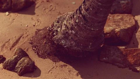 Closeup of a palm tree trunk at caribbean sand beach Stock Illustration