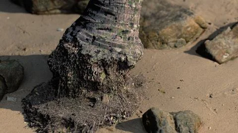 Closeup of a palm tree trunk at caribbean sand beach Stock Illustration