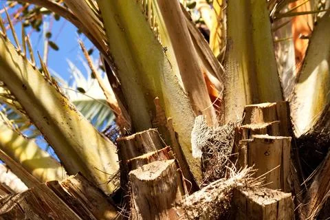 Closeup of palm tree trunk with cut branches Stock Photos