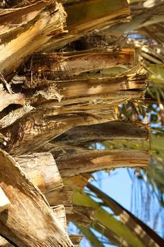Closeup of palm tree trunk with cut branches Stock Photos