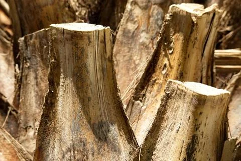 Closeup of palm tree trunk with cut branches Stock Photos