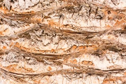 Closeup of a palm trees bark Stock Photos