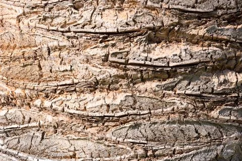 Closeup of a palm trees bark Stock Photos