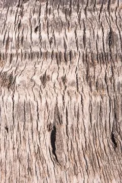 Closeup of a palm trees bark Stock Photos