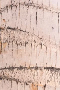 Closeup of a palm trees bark Stock Photos
