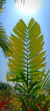 Closeup of palm trees leaf Stock Photos