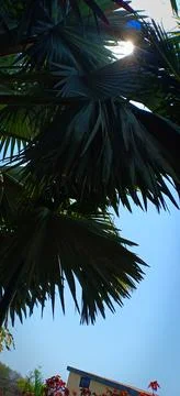 Closeup of palm trees leaf Stock Photos