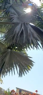 Closeup of palm trees leaf Stock Photos