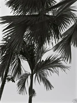 Closeup of palm trees leaf Stock Photos