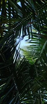 Closeup of palm trees leaf Stock Photos