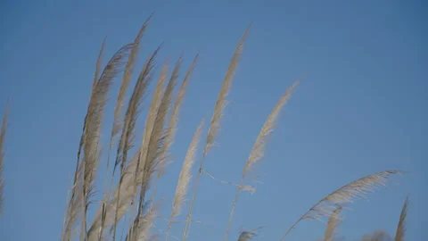 Closeup of pampa grass Stock Footage 170726319