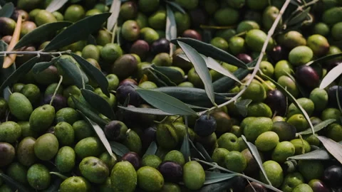 Closeup pan over fresh picked green olives and olive leafs Stock Footage 249170719