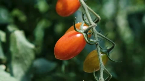 Closeup pan over Tomato Plants Stock Footage 288336331