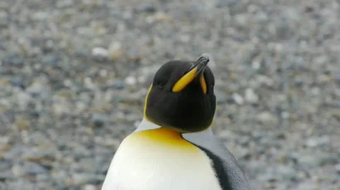 Closeup pan of Penguins Stock Footage 11957892