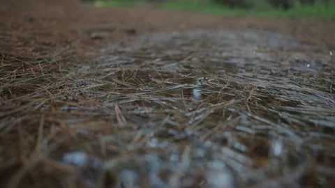 Closeup pan on pine needle puddle casting reflection Stock Footage 142300823