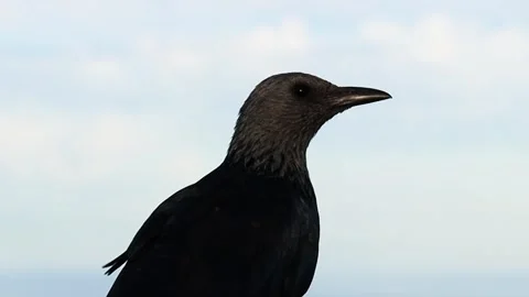 Closeup Pan View of Redwing Starling looking around Stock Footage 266147920
