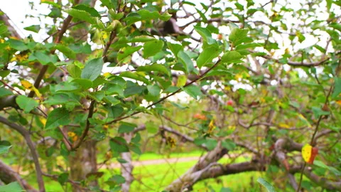 Closeup panning of apple orchard tree branches late autumn fall season Stock Footage 169346829