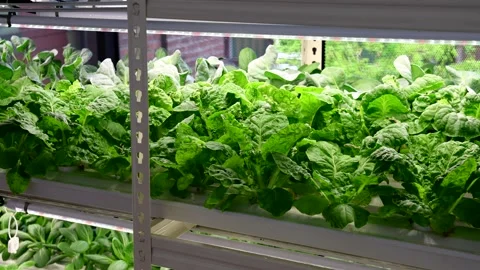 Closeup panning right to left on Indoor hydroponic vegetable farming with led Stock Footage 264610053