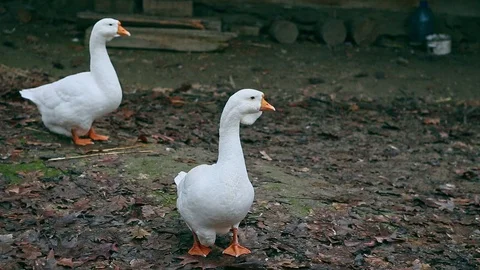 Closeup Panorama on Flock of White Geese in Yard Stock Footage 104550498