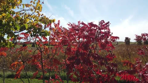 Closeup Panorama Of Trees Leaves In Fall On Plot Of Land Vídeos de archivo 153609925