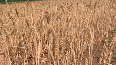 Closeup panorama of wheat field. Stock Footage 195475875