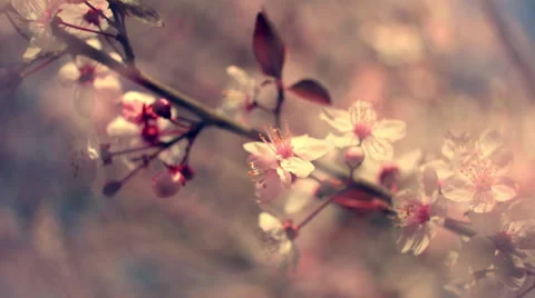 Closeup panoramic scene of blooming pink cherry branch at sunset hours Vídeo Stock 60083400
