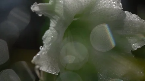 Closeup panoramic scene with elegant white amaryllis with drops of water Vídeos de archivo 92439744