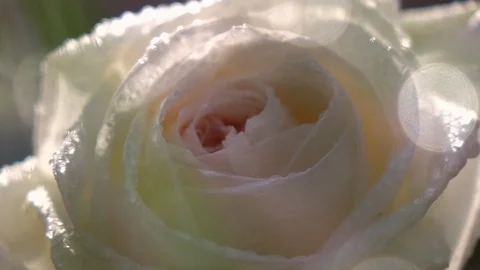 Closeup panoramic scene of ice-cream rose through flecks of sunlight in slow-mo Видео 90449999