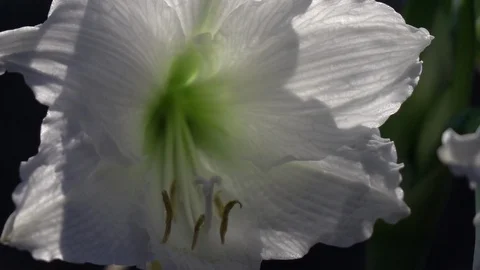Closeup panoramic shot of elegant white amaryllis against black background. Vídeo Stock 90656616