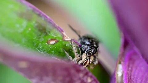 Closeup of pantropical jumping spider with insect prey resting on colorful Video stock 336431301