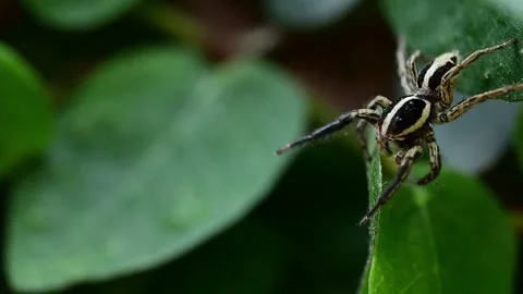 Closeup of pantropical jumping spider releasing silk while resting on leafy Stock Footage 336431438