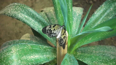 Closeup of paper kite or large tree nymph butterfly. Milkweed butterfly sitting Stock Footage 118588324