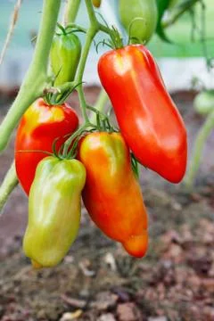 Closeup of paprika tomatoes . Stock Photos