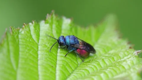 Closeup of a parasitic Ruby-Tailed Wasp, Chrysis sp. perched on a leaf. UK Vidéo 337133584