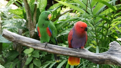 Closeup parrots sit on bare tree branch in tropical park Video stock 102101925