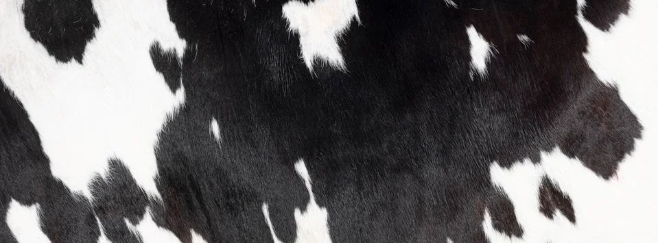 Closeup of part black and white hide of spotted cow Stock Photos