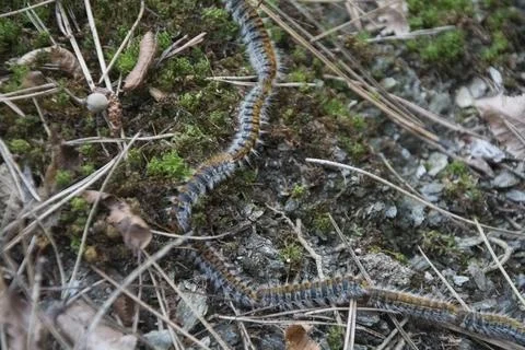 A closeup of a part of a procession of pine processionary caterpillars Stock Photos