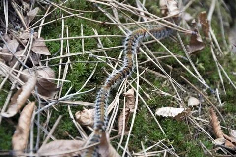 A closeup of a part of a procession of pine processionary caterpillars Stock Photos