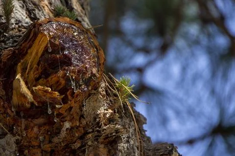 A closeup of a part of a tree bleeding sap Stock Photos