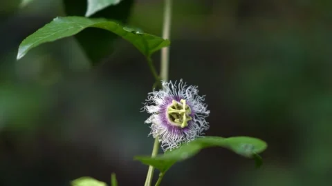 Closeup of a passion fruit flower Stock Footage 141909138