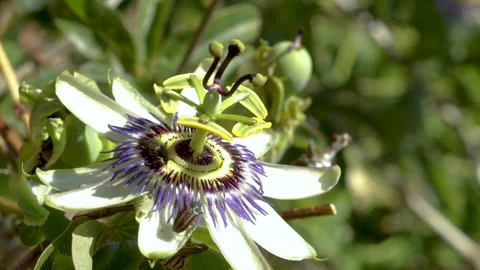 Closeup of a passion fruit flower or passionflower or Passiflora flower vis.. Stock Footage 255621444