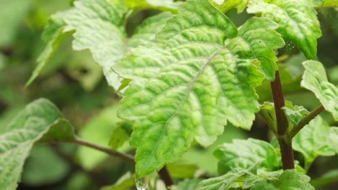 Closeup, patchouli plant leaf in farm for essential oil, aromatic herb Stock Footage 272191548