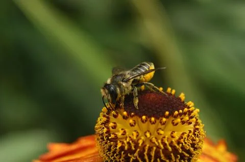 Closeup of a Patchwork leafcutter solitary mason bee, Megachile centuncularis on Fotos de archivo