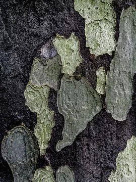 Closeup of patchy gray-brown sycamore tree bark Stock Illustration