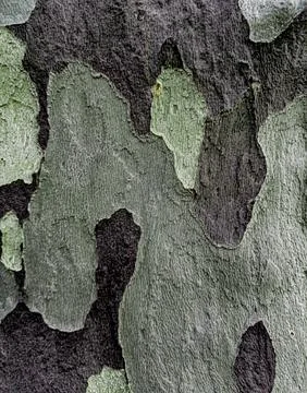 Closeup of patchy gray-brown sycamore tree bark Stock Photos