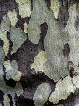 Closeup of patchy gray-brown sycamore tree bark Stock Photos