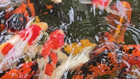 Closeup pattern of koi fish in a pond. Stock Footage 291368747