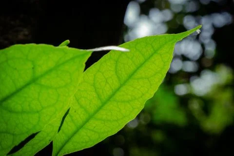 Closeup pattern of leaves with backlight effect. nature composition with nois Stock Photos